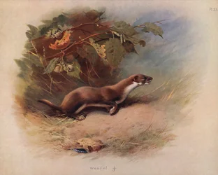Wiesel